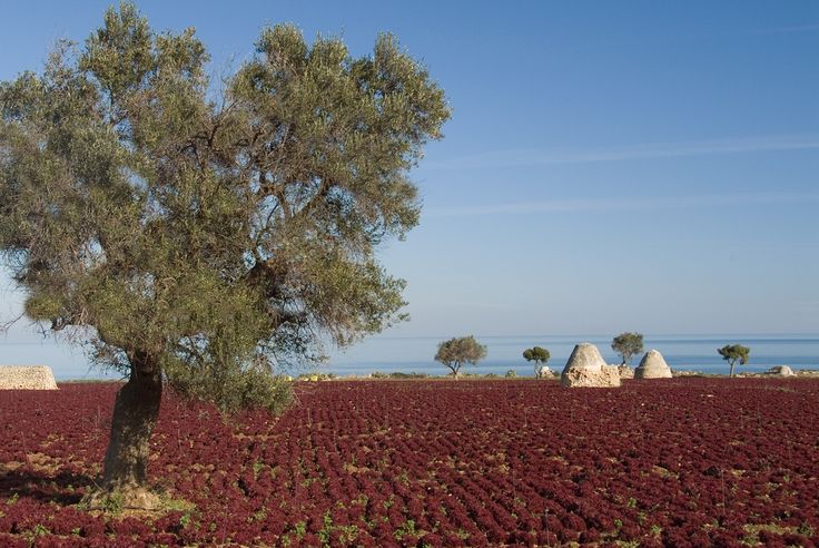 la terra di Puglia tra i #LuoghiLetterari per la capacità di rendere felici #giornatadellafelicita @CasaLettori @FieraMilanoSpa @MAFlumero