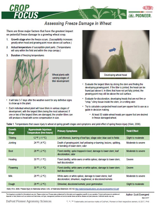 phhermans's tweet photo. Some areas had cold temps last few weeks on winter wheat! Some tips for damage assessment.  It's too early to tell yet! Wait and see! https://t.co/fw1bGBgShN