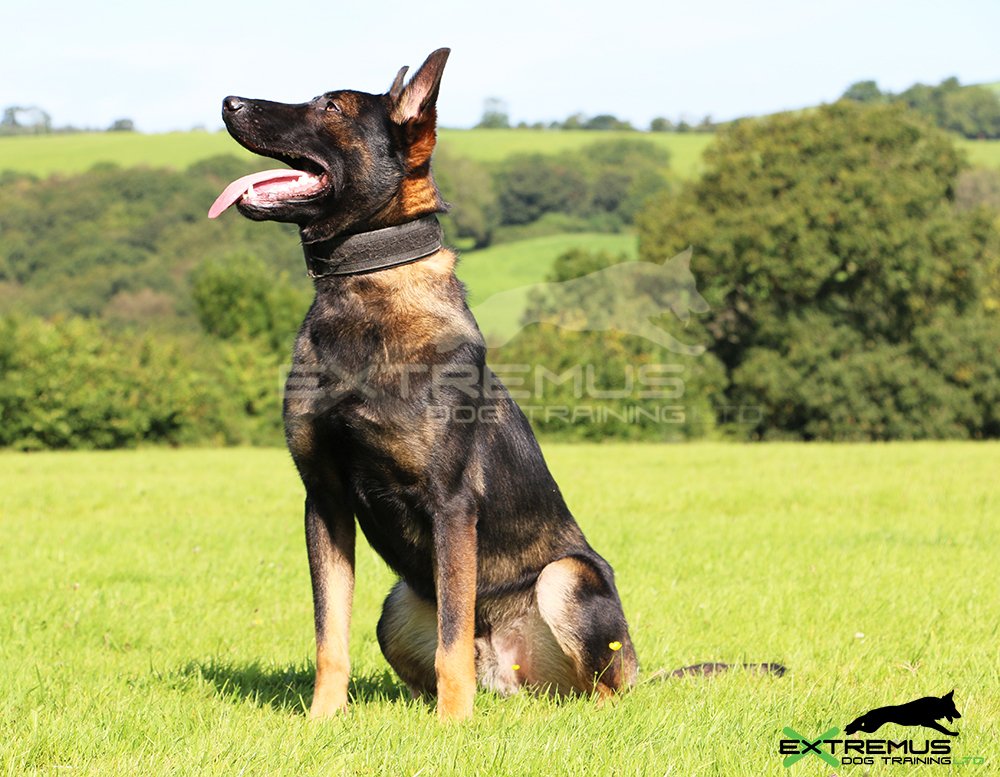 DarrenPriddle's tweet photo. #extremusdogtraining #animalssavinganimals Extremus Polaris, Rogue and Bo to be featured on #BBC documentary tonight 19:30pm #antipoaching https://t.co/8zQ3AmCkFH