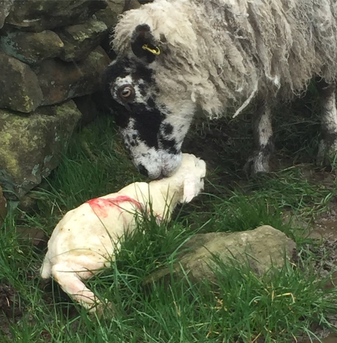 Officially saying hello to spring #springequinox #lambs #lampshades #yorkshiredales