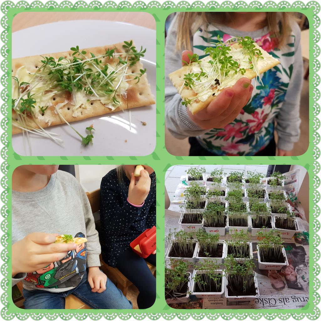 Vorige week tuinkers gezaaid. Vandaag lekker opgegeten.