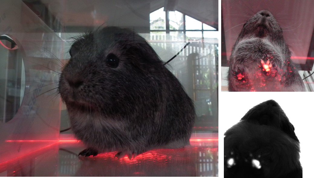 RobynAnneGrant's tweet photo. Guinea pigs love disco floors to measure their feet movements! @heeleycityfarm https://t.co/c3zdptSH4U