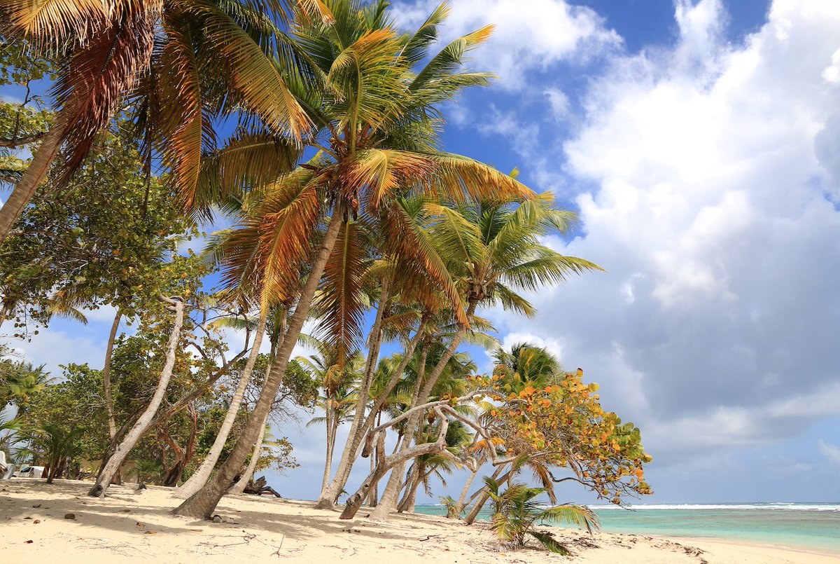 ilesGuadeloupe's tweet photo. Si vous cherchez un endroit pour tout couper posez vos valises à Marie-Galante ! 
📸 Inga Locmele https://t.co/mr0dT36Gi4