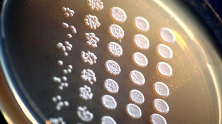 biooekonomieDE's tweet photo. Designerhefen für #Pharmazeutika & #Kosmetika: Forscher bauen #Bierhefe mit #enzym um! #synbio #bier #nachhaltig
https://t.co/7LgoeOnjS6 https://t.co/CEn9MUAfJ1