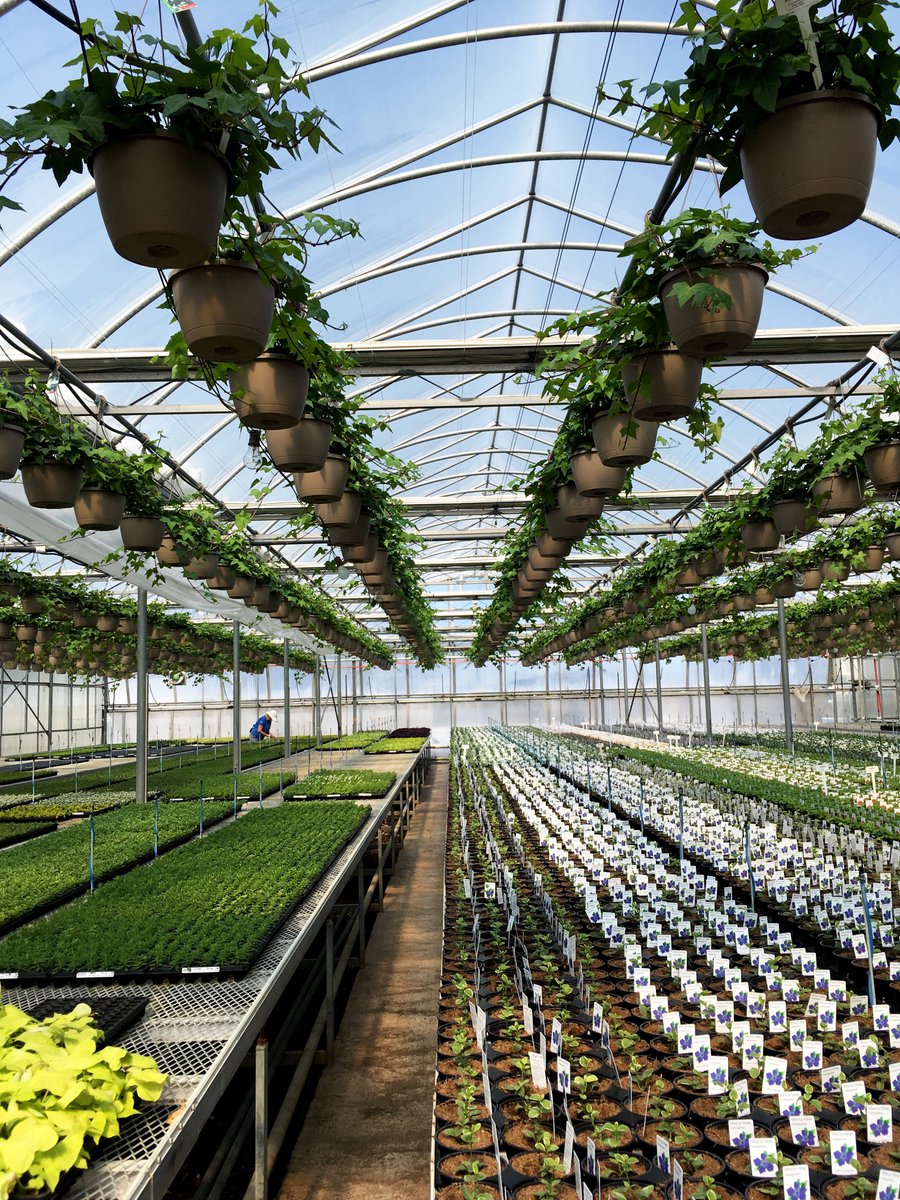 Ivy hanging baskets getting ready for #spring!
Get inspired for decorating your outdoor space: ow.ly/yzay30a5kAS