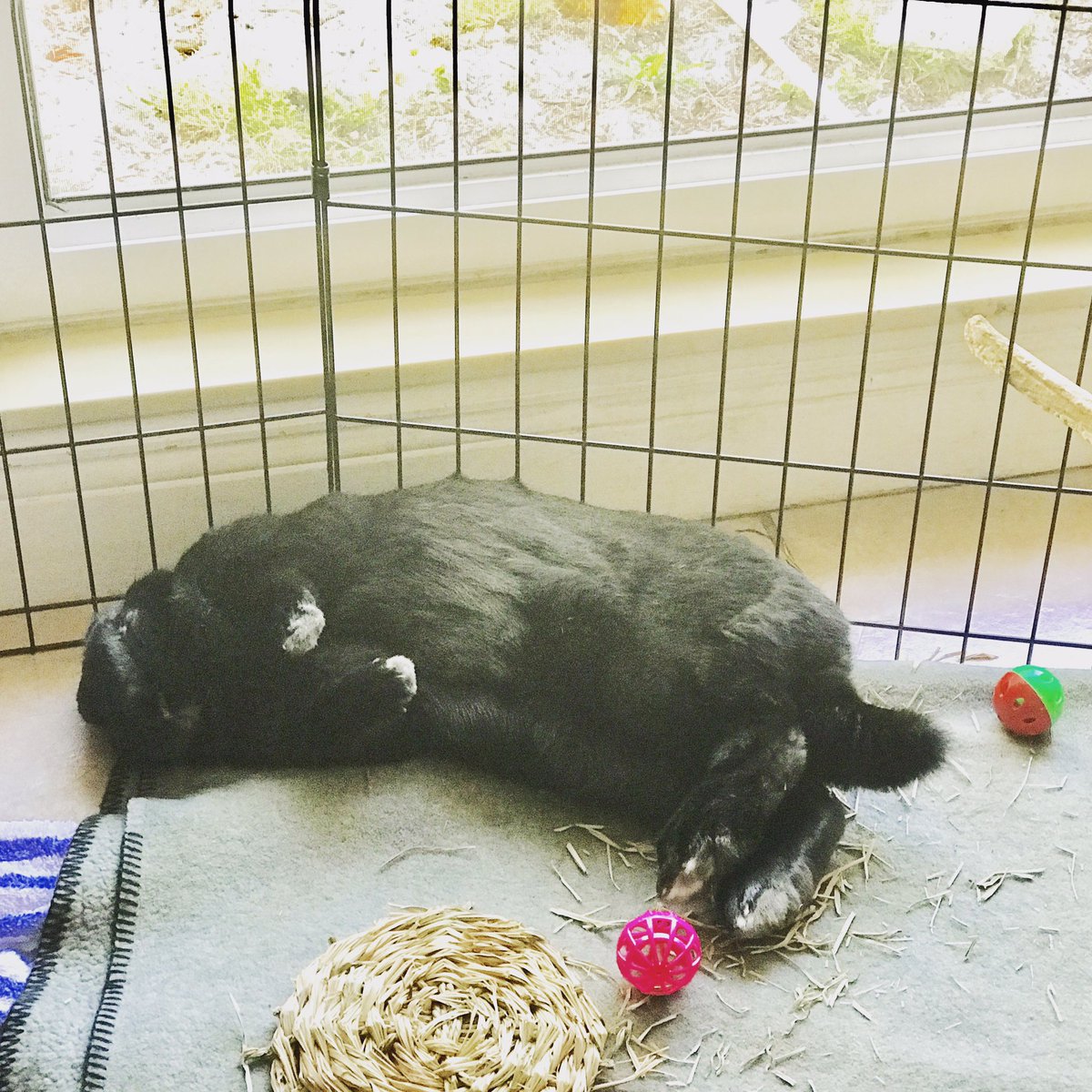 OrlandoUniversa's tweet photo. Arthur is relaxing enjoying this beautiful cool weather. @rmeaghan and I hope you all are having a fantastic Monday today. https://t.co/6agglE5T5Q