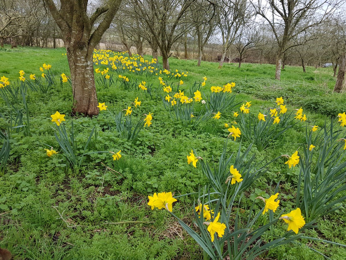 spacesforplaces's tweet photo. First day of Spring &amp; the daffodils we planted in the Autumn are putting on a show @Hftonline #Rowde #growandsow https://t.co/dPx3NqWqHF