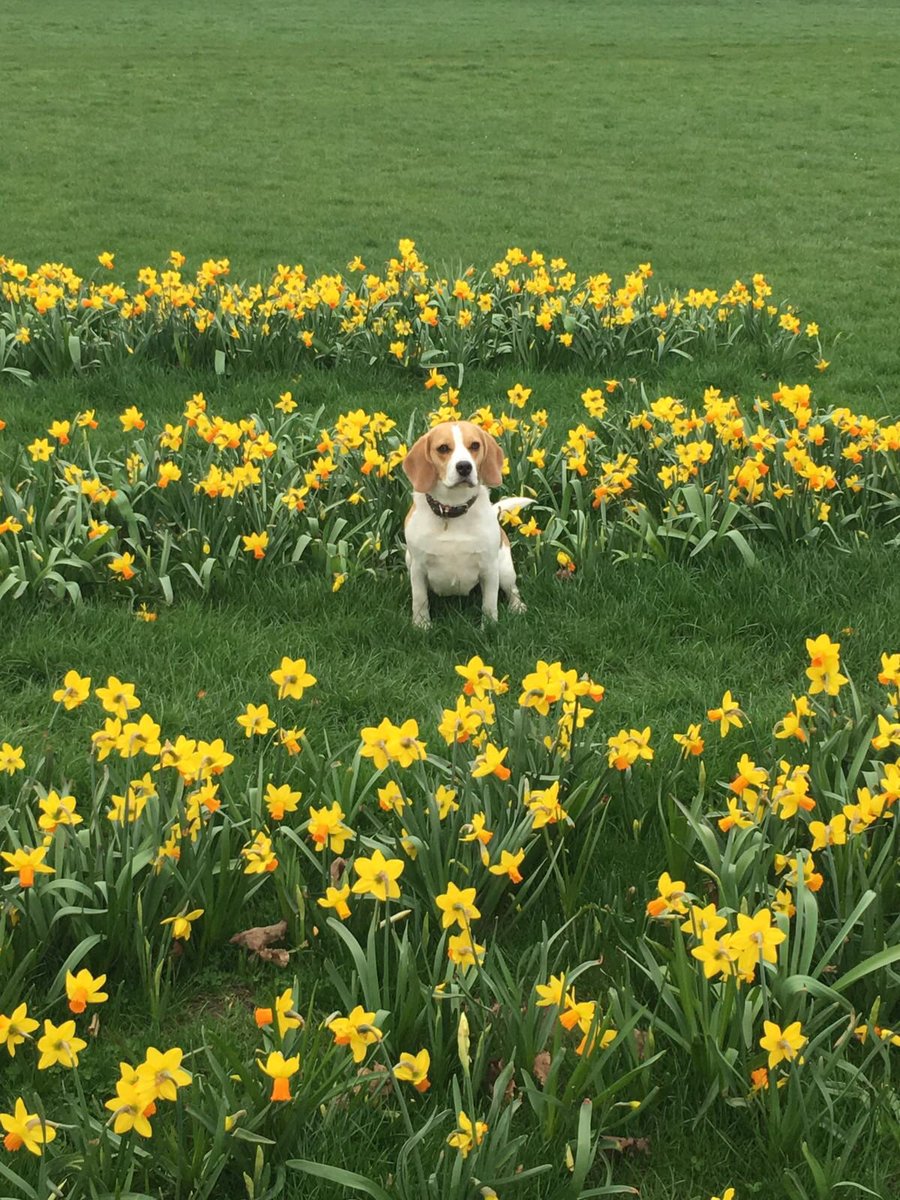 Spring has sprung 🌼 #beagle #beagles #spring #daffs #daffodils #beaglesoftwitter #dogsoftwitter #dogsofinstagram