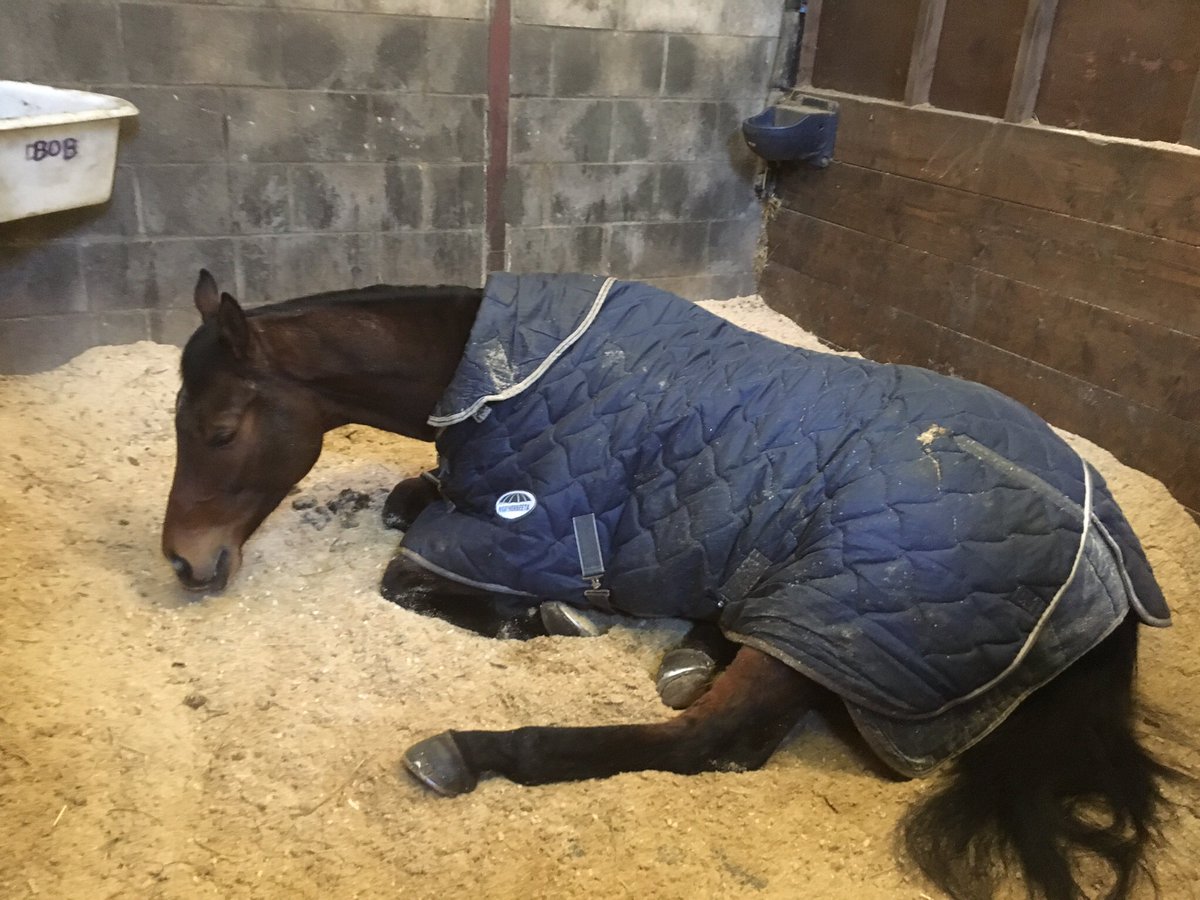 monksstud's tweet photo. Super excited to announce sponsorship with @Swiftpellets
The horses beds are beautifully clean and we have some very happy liveries! https://t.co/6oYvwR4FpN