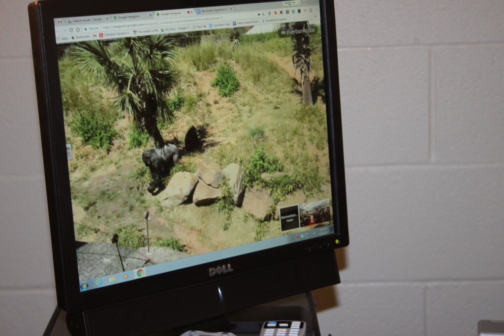 RTEFlightStatus's tweet photo. Riverbanks Zoo Gorilla being watched by Timmerman/Williams classes. #EnrichedExperience! @RichlandTwo https://t.co/y9Rdt4QUJL
