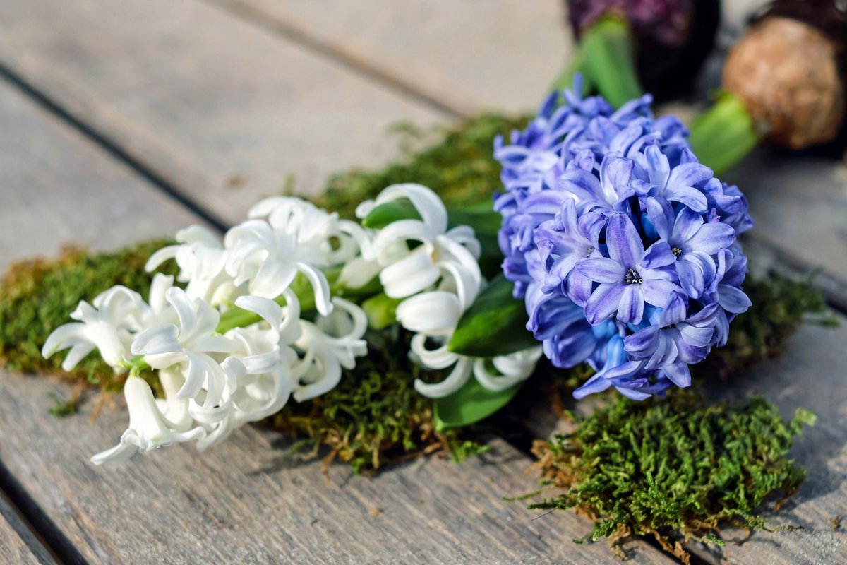 BCTimes_Events's tweet photo. Spring has sprung! Happy #FirstDayOfSpring https://t.co/Ua5UkkFXK2