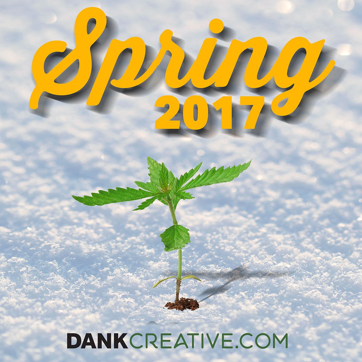 dankcreative's tweet image. Welcome the first day of Spring!
#readytoplant #cannabis #onelove