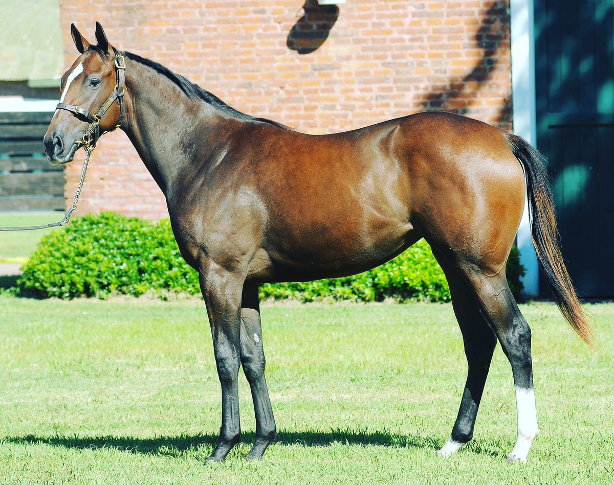 HarasLasRaices tweet media