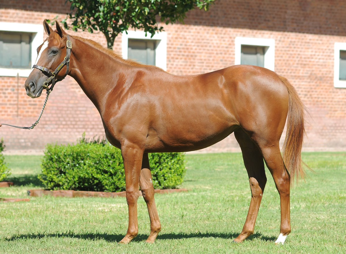 HarasLasRaices tweet media