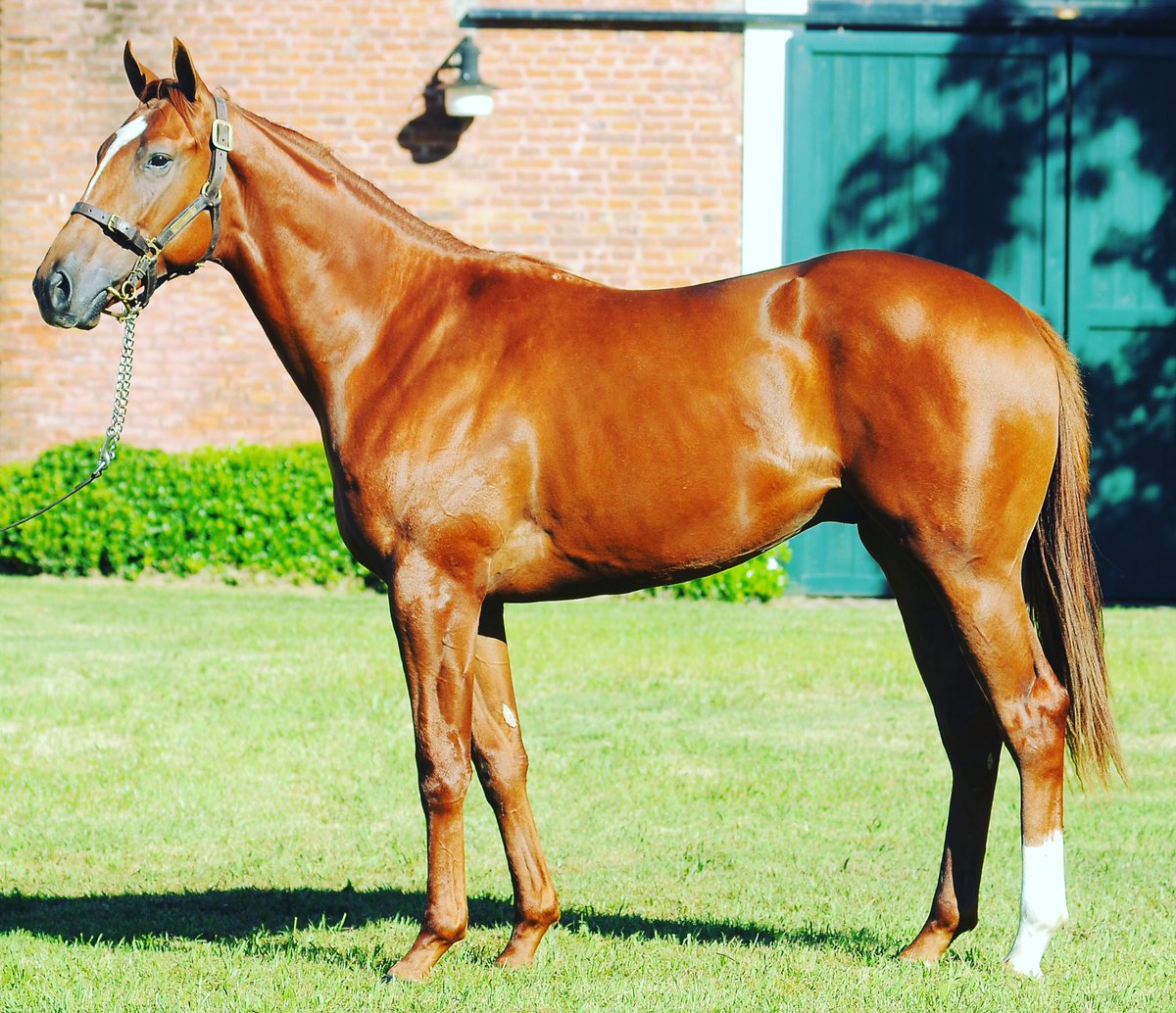 HarasLasRaices tweet media