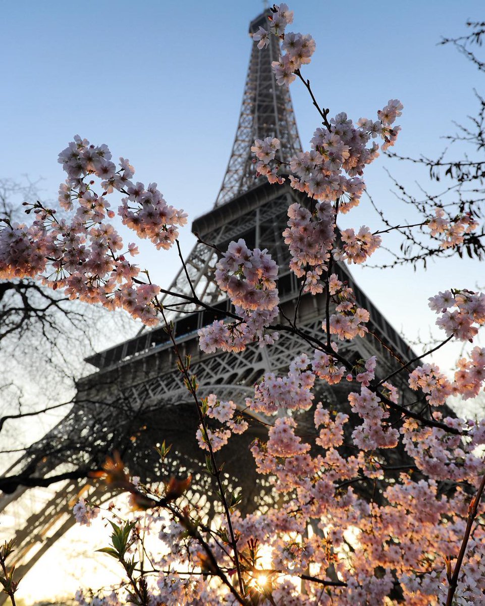 MonicaMSinger's tweet image. Today is the beginning of spring! The first trees are already blossoming in Paris! #beautifulspring #spring #paris #jadoreparis #iloveparis