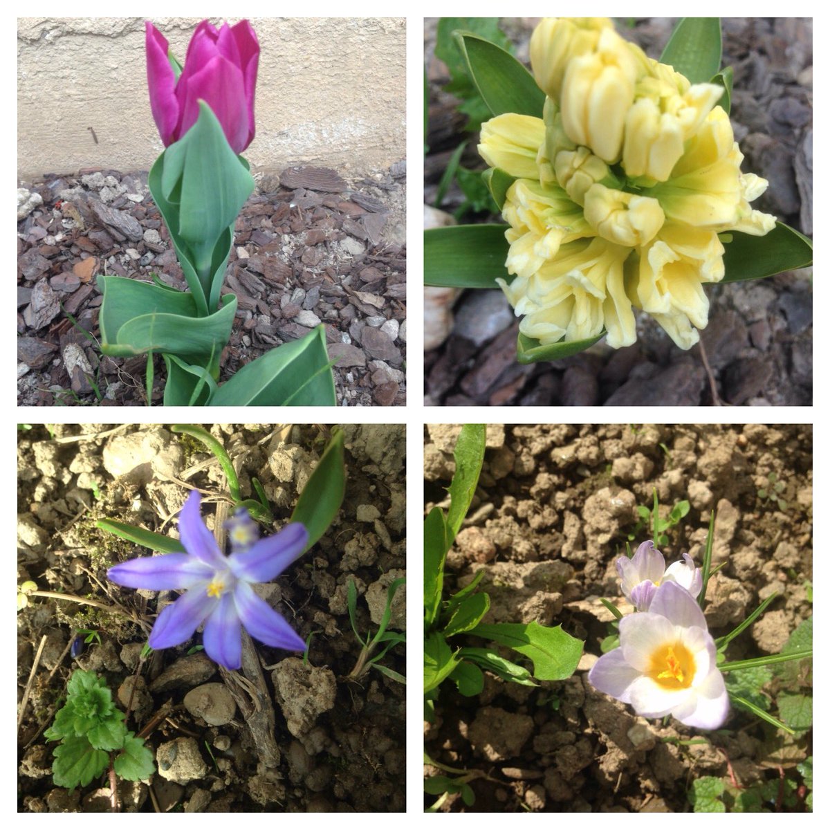 OrtieCo's tweet photo. Déclinaison florale dans le #garden c'est bon pour le #moral et agréable pour les yeux / vive la #nature https://t.co/SavaqhZQPl