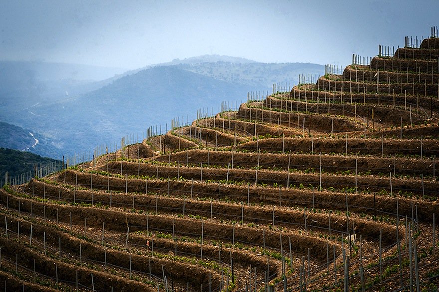QUINTA DOS CASTELARES
vinumportugal.com/red-wine/quint…