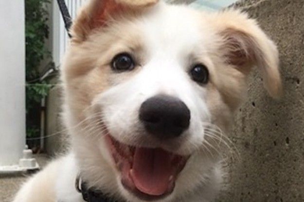 feelfully2's tweet image. we all smile in the same language  #internationaldayofhappiness #motivationmonday