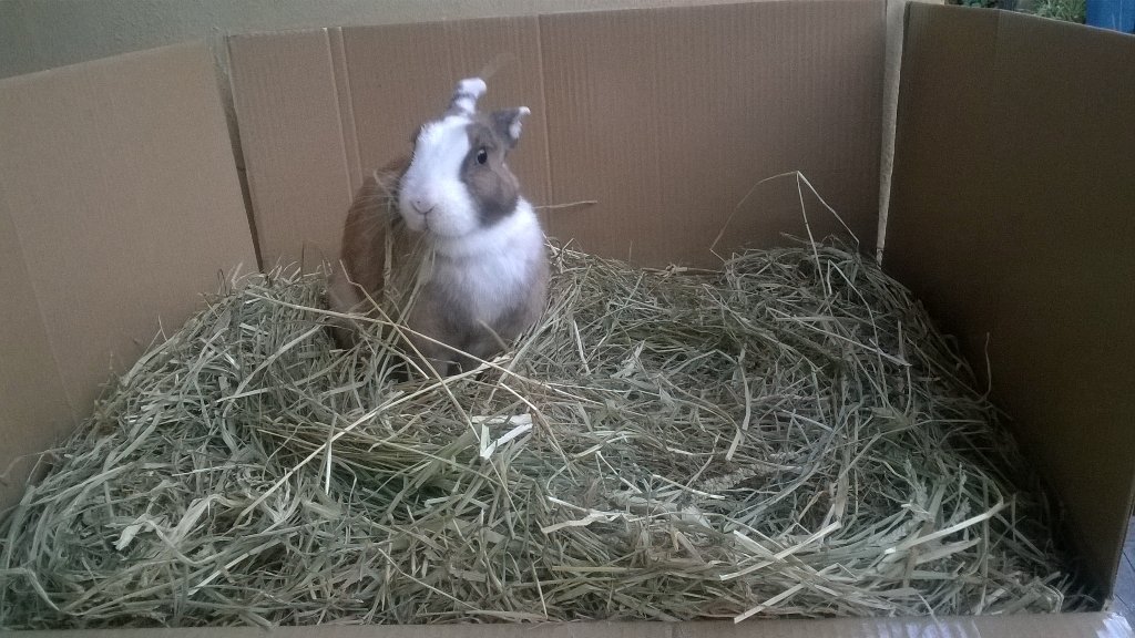 alexispmc's tweet photo. @Amigales El momento mas feliz de un #conejo #rabbits #bunny es cuando le llegan 10 kilos de heno de Ballica. https://t.co/MXznyTZyLH
