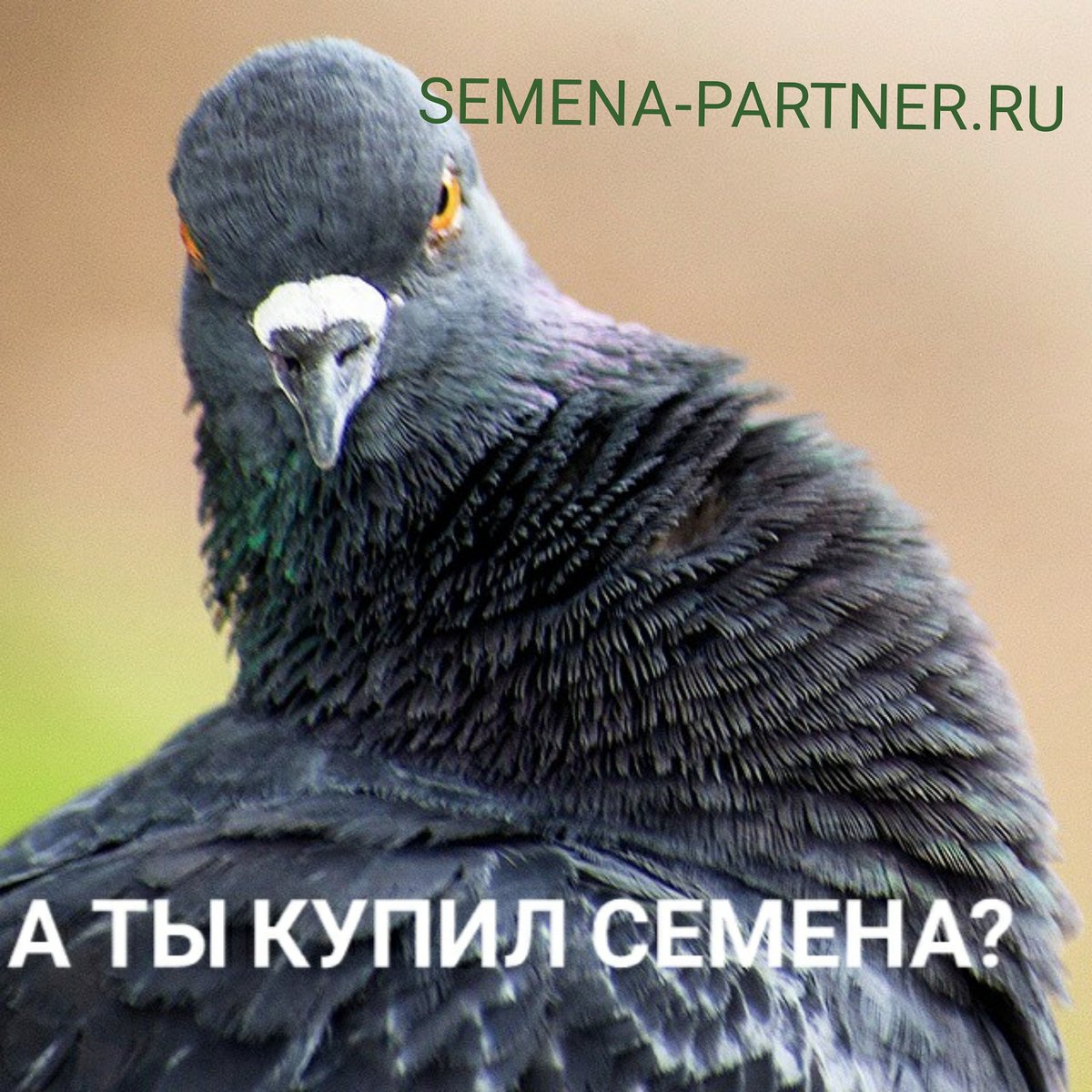Semena Partner (@PartnerSemena) | Twitter