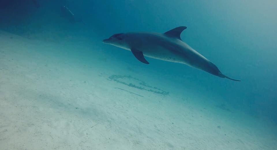 Dolphin dive in its own environment ❤️