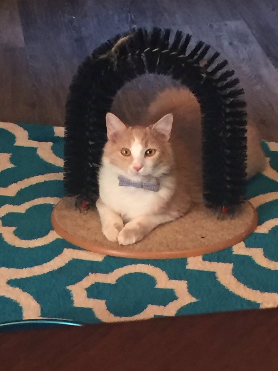 HeatherHowerton's tweet photo. @LaraBricker Archie wants to be the Cat of the week. He's 11 mos old and loves the OK red dirt. #lifewithArchie https://t.co/hkkrggadXq