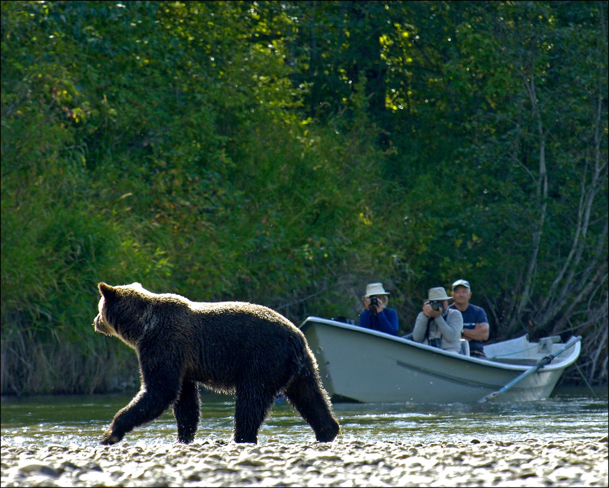 Happy 1st day of #Spring! These gorgeous big guys and gals will be waking up soon! #ExploreCanada #ExploreBC #ExploreManitoba #bears