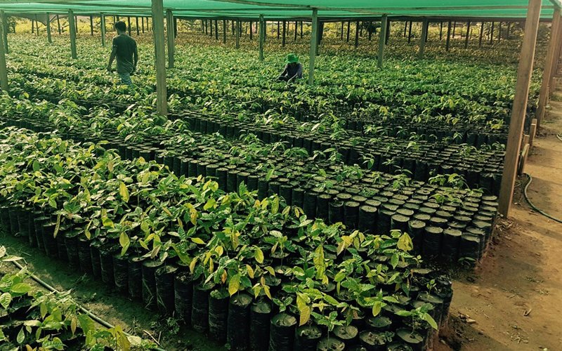 EnvironomicaNgo's tweet photo. Cos’è la riforestazione partecipativa? A cosa serve? Cercheremo di spiegare tutto in quest’articolo.https://t.co/54Zd8bwQhU😃 https://t.co/Yj6UFEgj20