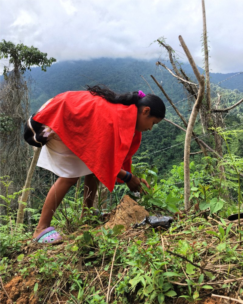 EnvironomicaNgo's tweet photo. Cos’è la riforestazione partecipativa? A cosa serve? Cercheremo di spiegare tutto in quest’articolo.https://t.co/54Zd8bwQhU😃 https://t.co/Yj6UFEgj20