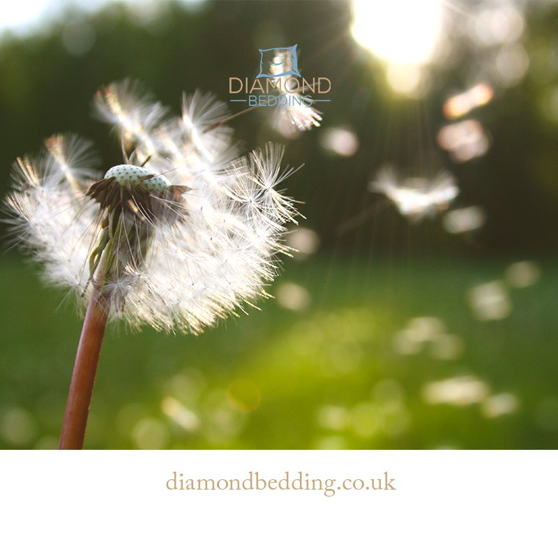 Diamond Bedding tweet media