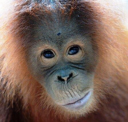 llamb7's tweet photo. Getting my happiness on. Adopted an orangutan from Borneo. I'm the proud mother of Cinta. https://t.co/YNuCkjcvcw