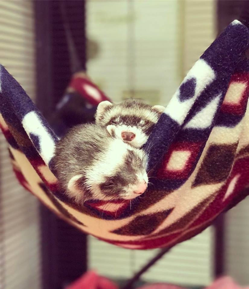 columbushumane's tweet photo. Napping weather! Bonded pair of ferrets Zora and Zelda are available for adoption!
#adoptable #ferretpower https://t.co/mJ6hcSFa9h
