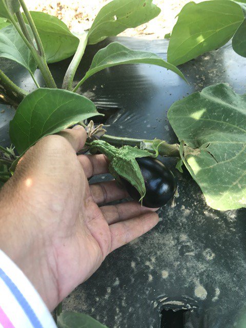 JJRanchProduce's tweet photo. Eggplant! Our Coachella Valley Spring Veg is just around the
corner. Looks like the first week of April will be a busy time for us…. https://t.co/BWaiMQphIG