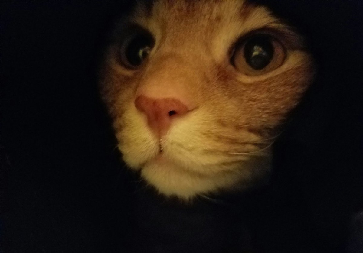 brainwise's tweet photo. Otis under black t-shirt = Darth Otis? #NoFilter #CatsOfTwitter #tshirt #StarWarsReference #sillykitteh https://t.co/GyyWufQSwO https://t.co/uWhOoSqemZ