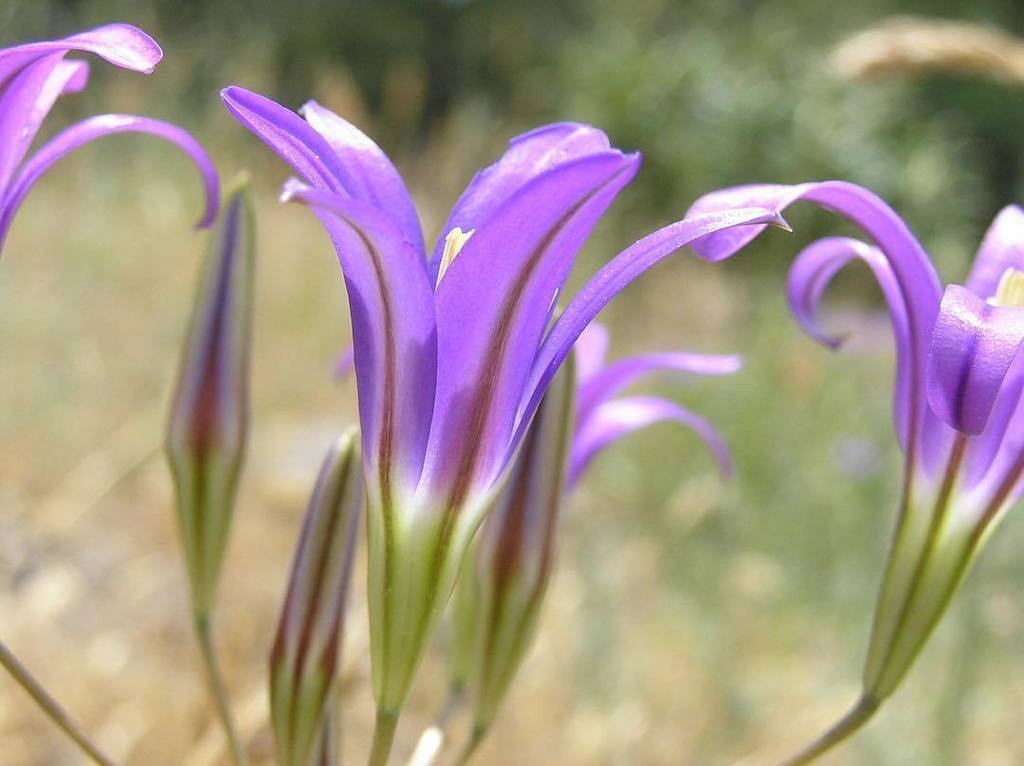 NationalForests's tweet image. Happy First Day of Spring! | Lassen #NationalForest #California #ItsAllYours ift.tt/2nDKlLg
