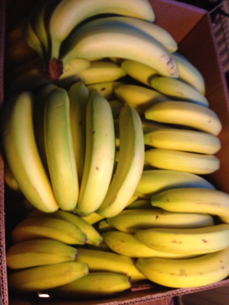 PifPafTheatre's tweet photo. The bananas are preparing themselves for #Circus62 just like the rest of us - its going to be brilliant! https://t.co/MkplHveZbl