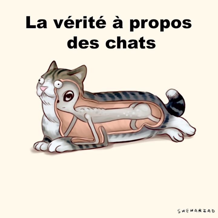 TvgVan's tweet photo. @BrunoGUILLONOff on peut comprendre ta méfiance envers les chats.. même toi @Vacheeeer il faut l'avouer ahah #BrunoFunRadio #BDLR #Complot https://t.co/P8hLYsHxxZ