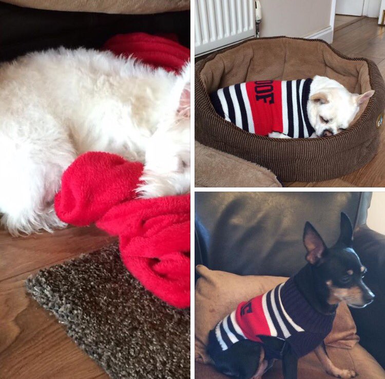 _PreciousPaws's tweet image. It's a snoozy afternoon here today!! Must've had a heavy weekend 😂💤💤 #leicester #daycare