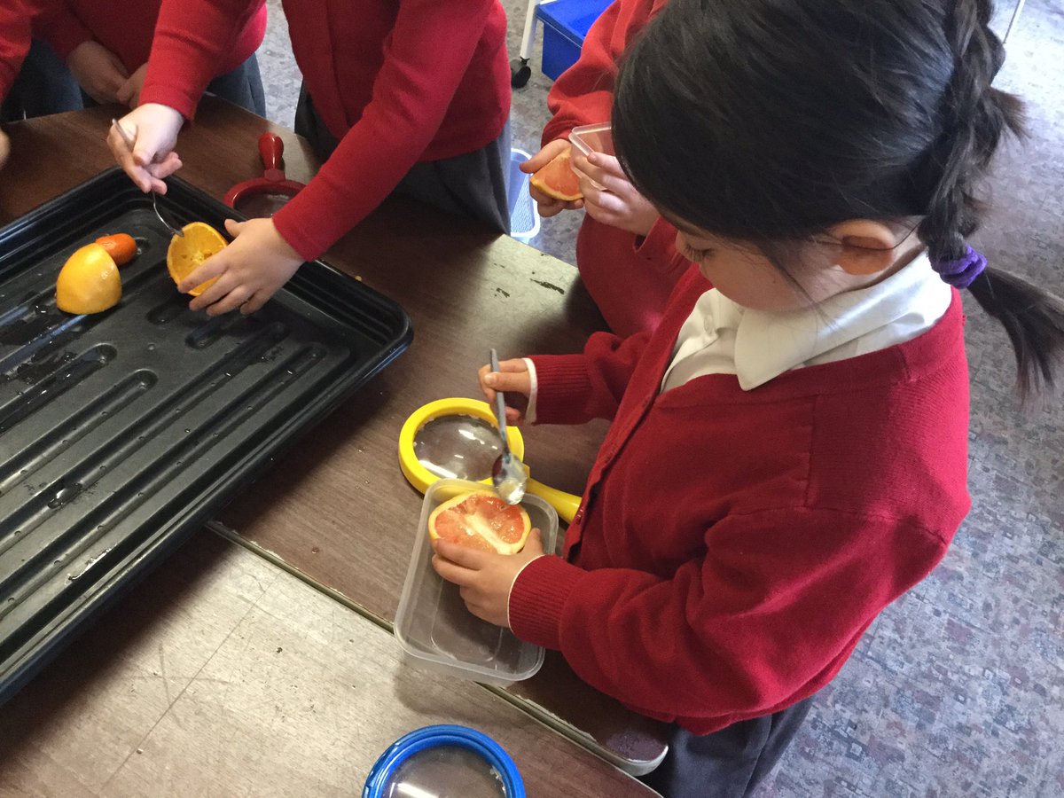 Today at the investigation table - citrus fruits! #EYFS #eyfstwitterpals