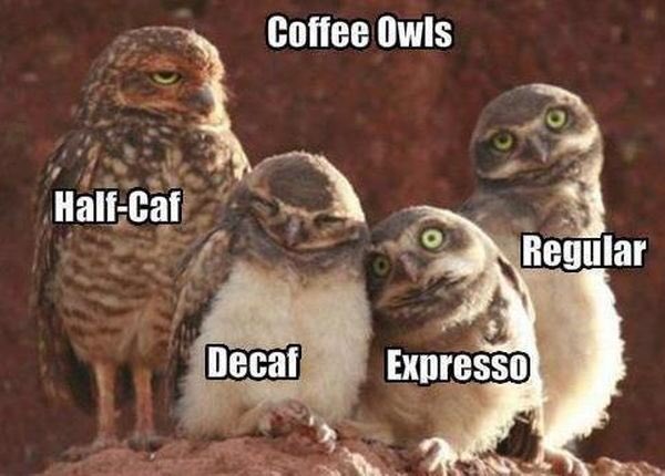 LocalCafBromley's tweet photo. Which one are you and your friends? #coffee #owls #vegan #fairtrade #caffeineaddict #thelocalcafe πππβοΈ https://t.co/0GrqNsit9W