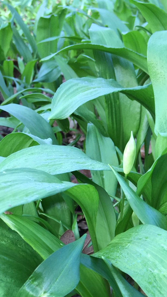 chefIanBrown's tweet photo. #firstdayofspring #wildgarlic https://t.co/UtrCnSF46C