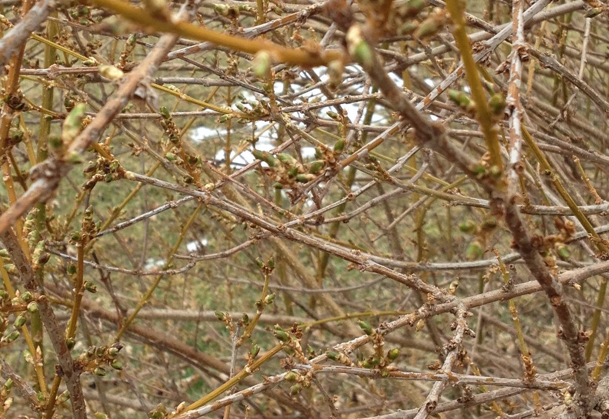 The_LetterWorks's tweet image. Snow melts. Michigan blooms await. #SpringIn5Words