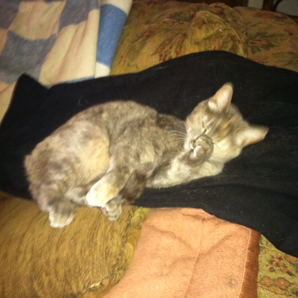 ChezyerCat13's tweet photo. When there is a Hemingway involved no coat is safe! https://t.co/XhL2iaq9Hc