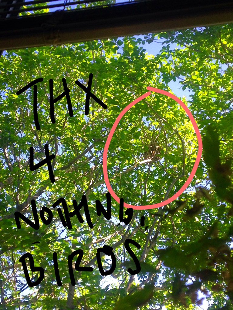 tweetawesomely's tweet photo. There's a nest outside my office window but the jerk birds put it too high up for me to spy on them. #SpringReport https://t.co/dwaCIbFQG9
