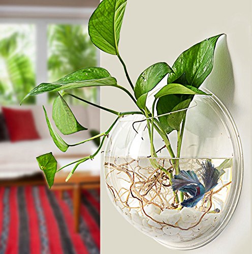 amazon's tweet image. Here's a little somefin to make your space look betta 🐠 amzn.to/2nX2O1d