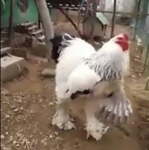 KalvinMacleod's tweet image. I feel like this is super important