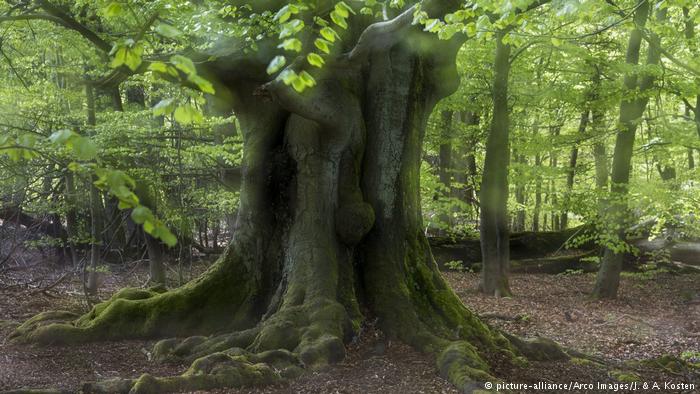 UNBiodiversity's tweet photo. Trees: our green lungs and so much more. World Forests Day is tomorrow March 21st 2017 ! | @dw_environment |  https://t.co/nZngSUWfoz https://t.co/DArOqD96r0
