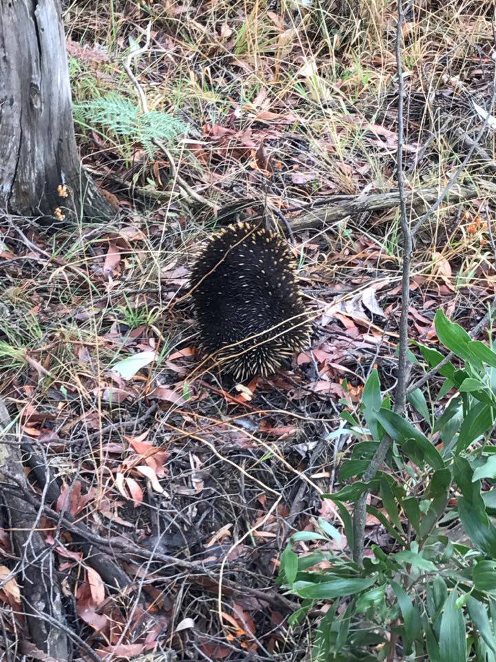 ENACTUS team member Ryan took this photo earlier today at the back of campus. These guys are one of the reasons we are doing this project.