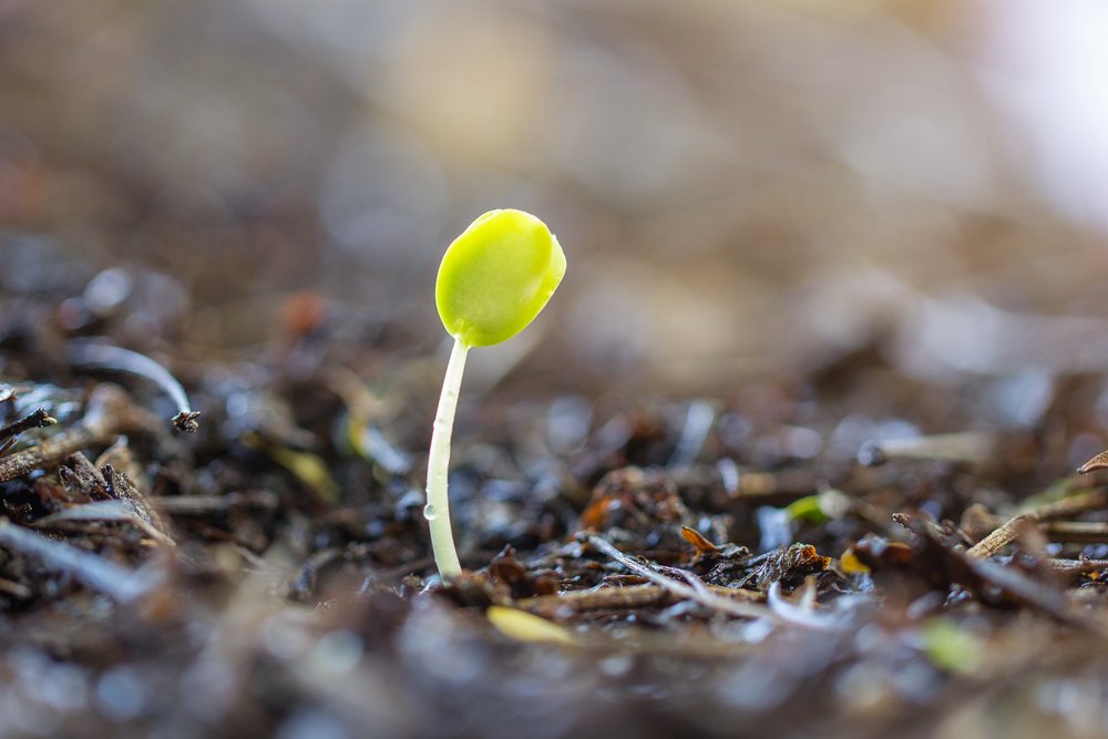 mysoilmate's tweet photo. first day of spring https://t.co/ayBR7JhNZJ